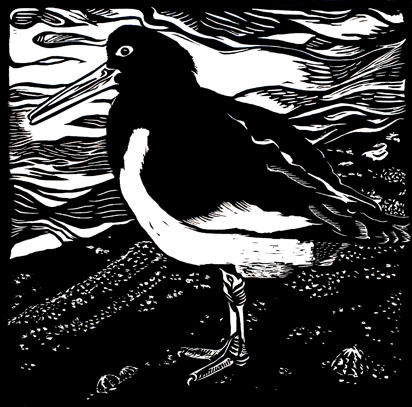 black and white oystercatcher